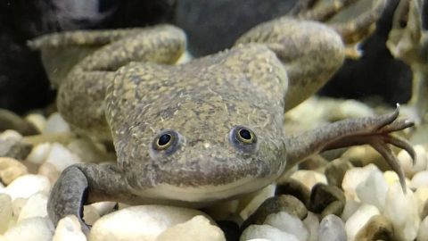 105717409_xenopus_laevis_gettyimages