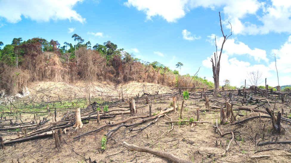 La deforestación en Filipinas.