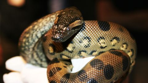 107151043_anaconda5