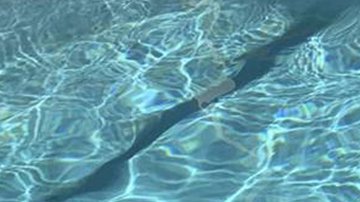 Encontraron a este cocodrilo en su piscina.