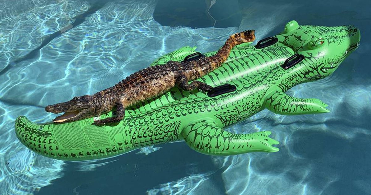 Encontraron a este cocodrilo en su piscina.
