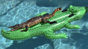 Encontraron a este cocodrilo en su piscina.