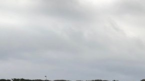 El Centro de Mamíferos Marítimos realizará una necropsia para identificar la causa de su muerte.