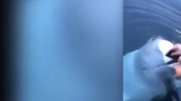 La beluga emergió del agua para devolverle el teléfono a su dueña.