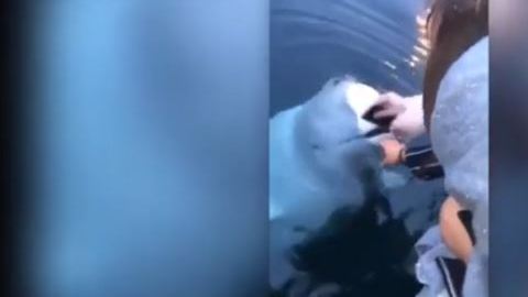 La beluga emergió del agua para devolverle el teléfono a su dueña.