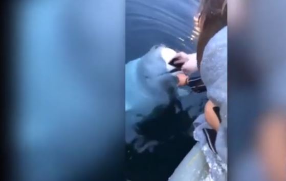 La beluga emergió del agua para devolverle el teléfono a su dueña.