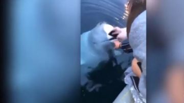 La beluga emergió del agua para devolverle el teléfono a su dueña.