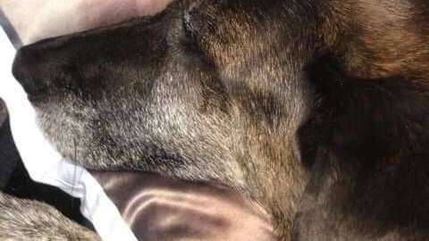 El animal no puede dejar de llorar al no encontrar a su compañero.