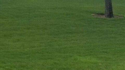 El auto no está ni oxidado, ni descuidado: su dueño le aplico un vinilo ('wrap') para hacerlo parecer un 'barnfind'