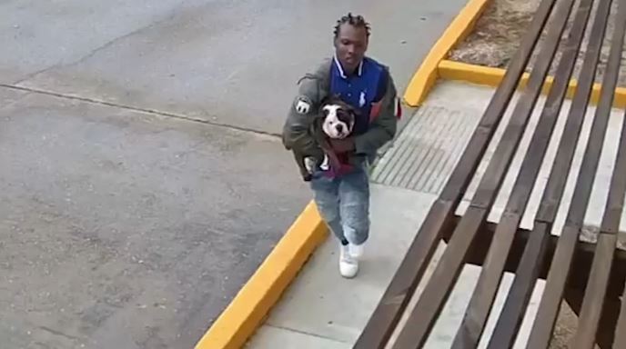 Un video de vigilancia de un estacionamiento muestra al adolescente con el cachorro, 
