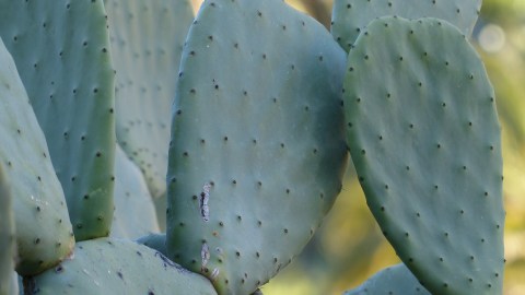 cactus-384500_1920
