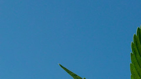El cultivo de cáñamo de marihuana causa polémica en Texas.