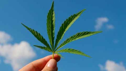 El cultivo de cáñamo de marihuana causa polémica en Texas.