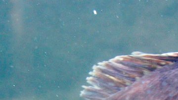 Esta especie podría causar estragos en la industria pesquera recreativa de Estados Unidos y Canadá.