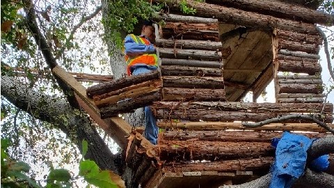 La casa del árbol estaba bien camuflada en las colinas justo al lado de McKinley Ave.