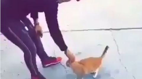 Un hombre pateó a un gato y subió el vídeo a internet.