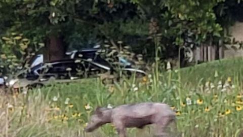 La foto del animal fue tomada cerca de la intersección de Richmond y Highway 6.