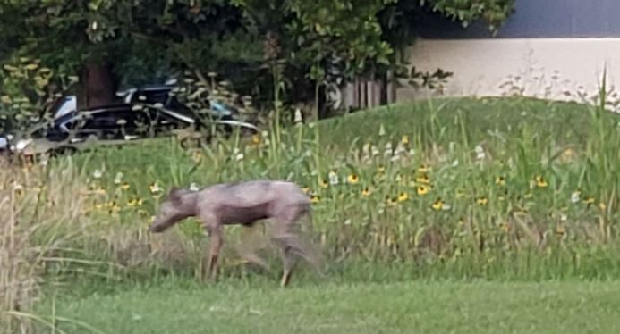 La foto del animal fue tomada cerca de la intersección de Richmond y Highway 6.