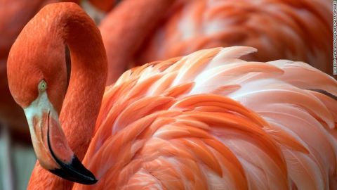 Flamencos en un zoológico de Alemania.