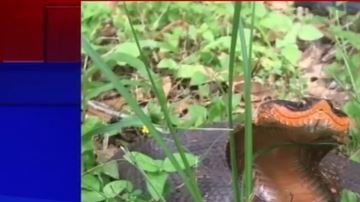 Estas víboras se proyectan como si van a morder pero lo hacen con la boca cerrada.