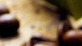 La cadena de restaurante compró el café en Panamá el verano pasado de la compañía que sólo había producido 45 kilos.