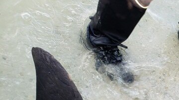 El delfín tenía en su interior una manguera de 61 centímetros.