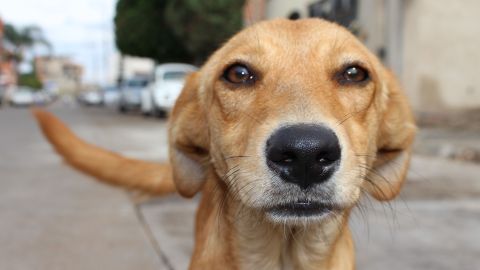 Le deseaba hacer daño a unos perros de la calle y terminó muerta.