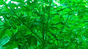 Hay muchas oportunidades de empleo en el mercado floreciente de la cannabis legal.