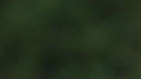 El presidente Trump aplicó el "privilegio Ejecutivo" en el informe de Mueller.