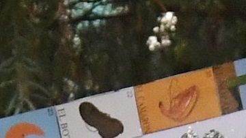 Uno de los principales problemas del proyecto es que no incluye a los "dreamers".