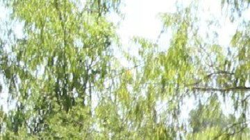 Narcofosas en México.