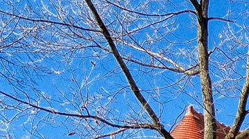 Harvard le ofreció una beca del 100%, y además cubrirle todos sus gastos de comida y residencia.