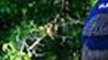 Los policías en Colorado no podrán cooperar fácilmente con ICE.