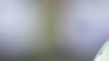 Ya están listos los choques de la Liguilla del Clausura 2019 de la Liga Bancomer MX.