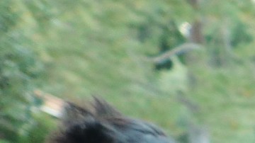 Familias protestan los altos costos de las rentas en LA. (Jorge Macías)