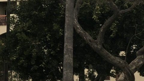 Trabajando duro por una buena causa en la ciudd de Compton.  (Suministrada)