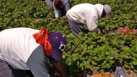 Los trabajadores del campo foráneos son entre el 54% y el 58% del total de personas que trabaja en las cosechas de los campos.