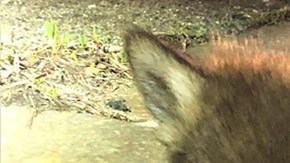 Un coyote abandonado cerca de una autopista fue rescatado por las autoridades.