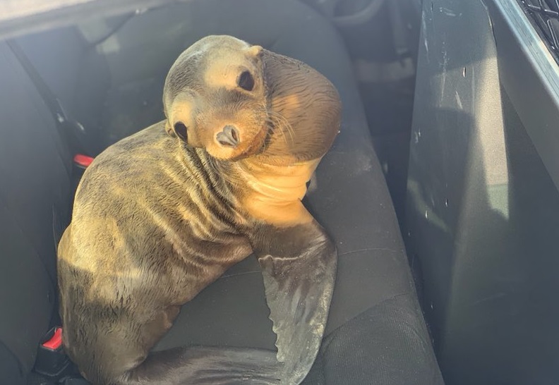 Policia Rescato A Un Leon Marino Bebe En Autopista De San Francisco La Opinion