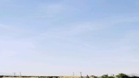 Más de 3,000 plantas de marihuana fueron halladas en el lugar.