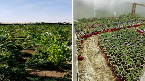 Más de 3,000 plantas de marihuana fueron halladas en el lugar.