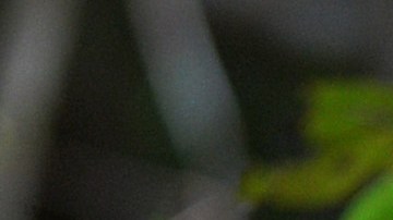 Tres orangutanes bebés  cuelgan de un árbol mientras asistían a la "escuela de la jungla" en el centro internacional de rescate de animales a las afueras de la ciudad de Ketapang en Kalimantan Occidental.