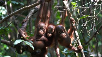 Tres orangutanes bebés  cuelgan de un árbol mientras asistían a la "escuela de la jungla" en el centro internacional de rescate de animales a las afueras de la ciudad de Ketapang en Kalimantan Occidental.