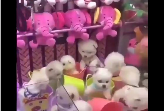 precio de maquina de peluches