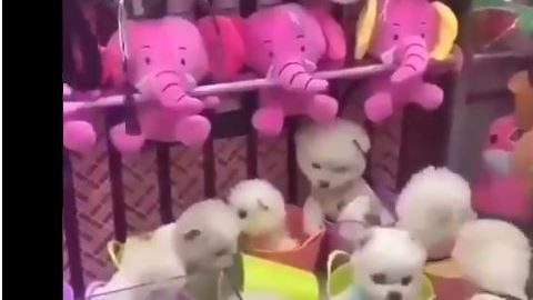 Los perritos se ven muy nerviosos cuando baja la garra mecánica.