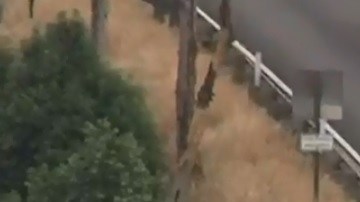 Persecucion Inglewood