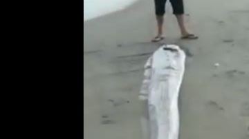 El pez remo se le considera una mala señal.