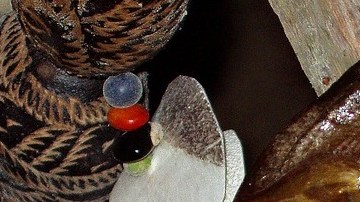 El chef de talla internacional estuvo detenido en LAX por cinco horas por los peces que traía en su maleta.