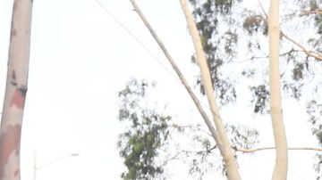 Alan Pulido, delantero mexicano.