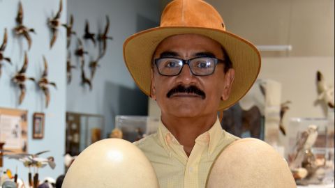 El guatemalteco René Corado muestra dos huevos gigantes del "ave elefante" de Madagascar (Aepyornithidae), extinta en el siglo XVII, en la sede de la institución en Camarillo,